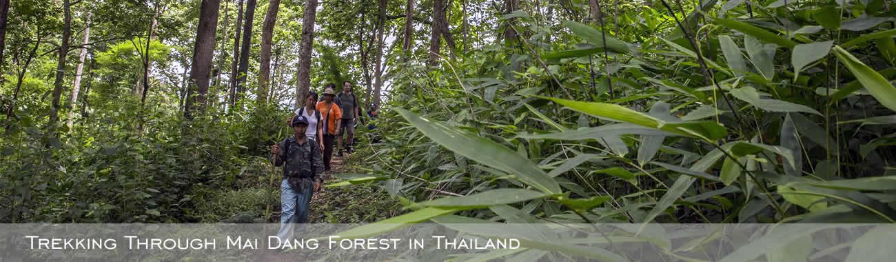 Trekking through Mai Dang Forest in Thailand